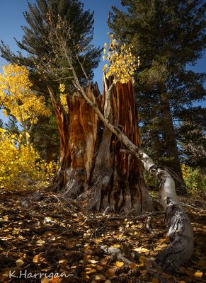 Fall Colors
