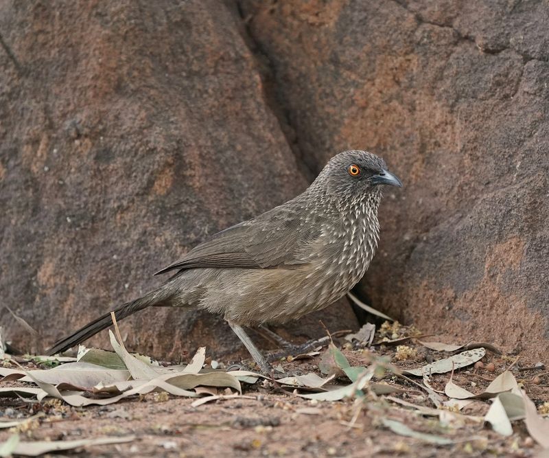 Pylvlekkatlagter / Arrow-marked Babbler