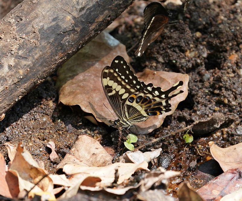 Soutpansberg Koningswaelstert - Soupansberg Emperor Swallowtail