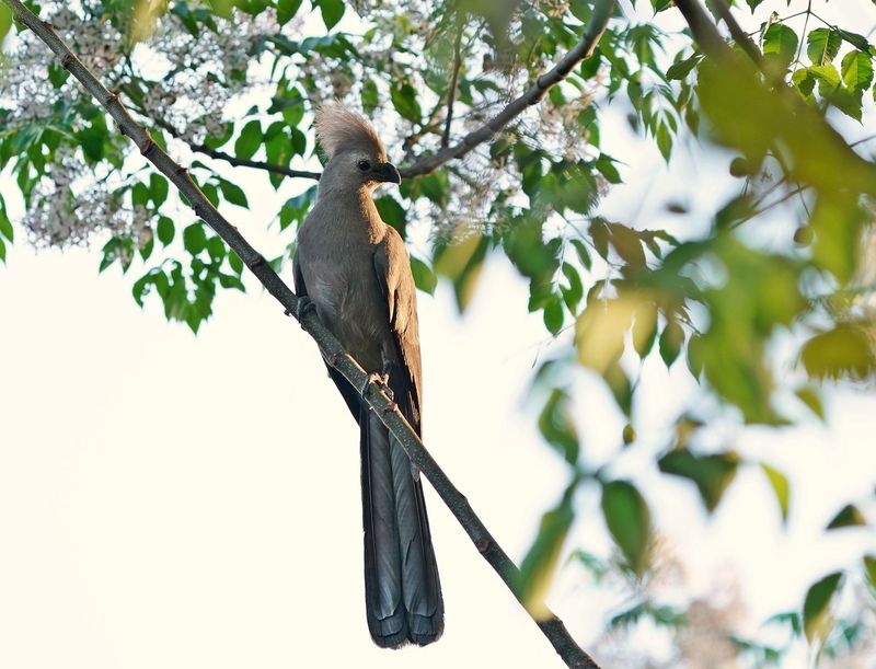 Kwevoël / Grey Go-away-bird
