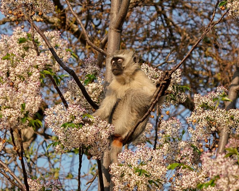 Blouaap / Vervet Monkey