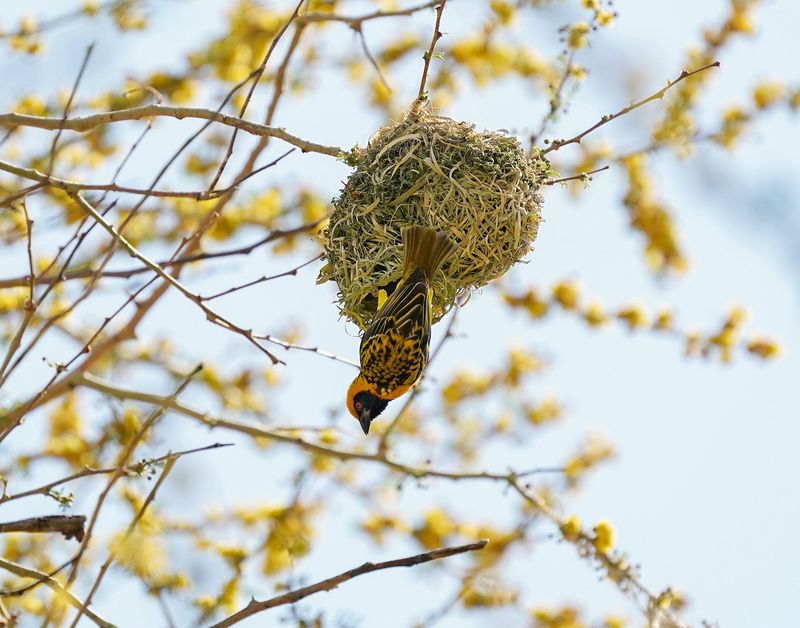 Bontrugwewer / Village Weaver