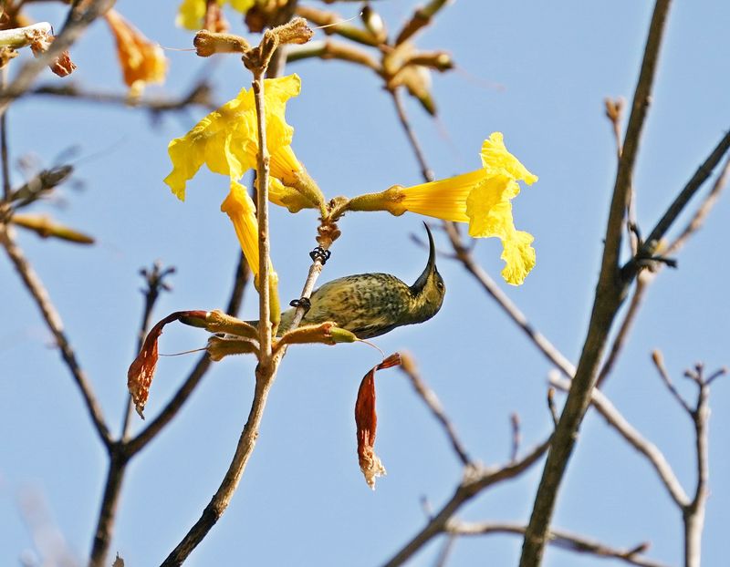 Rooiborssuikerbekkie / Scarlet-chested Sunbird