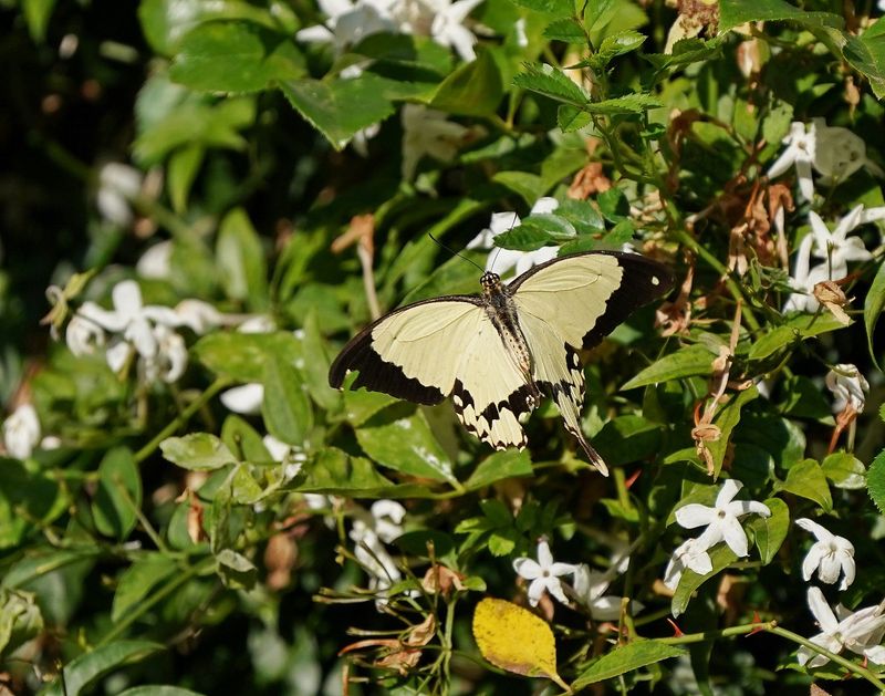 Vlieënde Sakdoek / Southern Mocker Swallowtail
