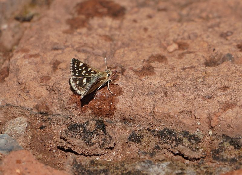 Gewone Sandmannetjie / Striped Sandman