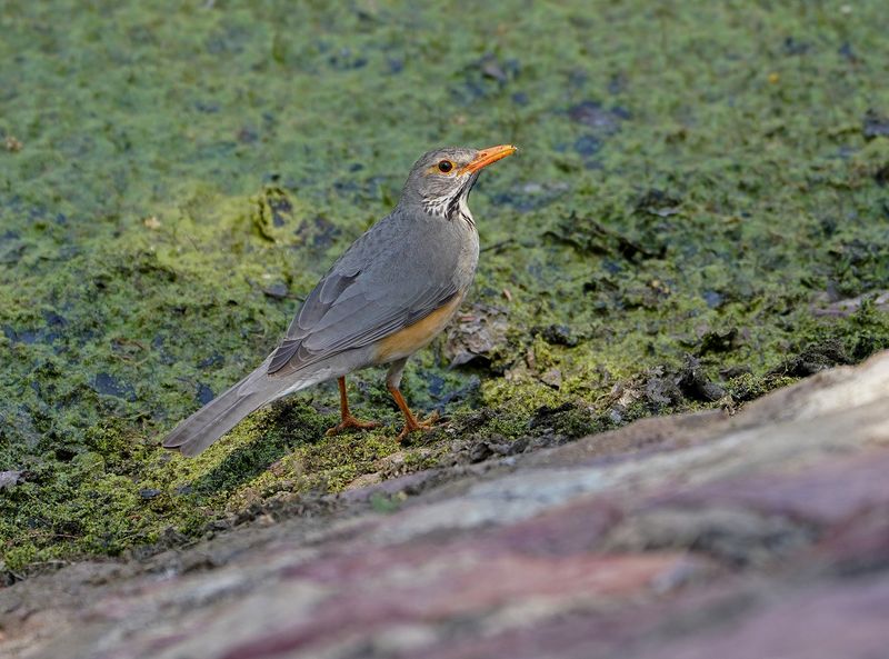 Rooibeklyster / Kurrichane Thrush