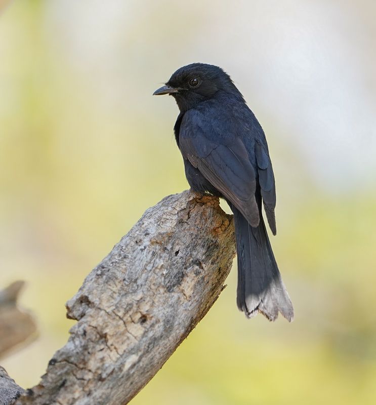 Swartvlieënvanger / Southern Black Flycatcher