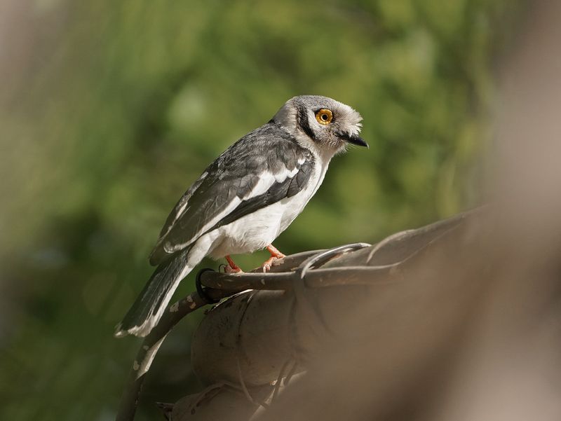 Withelmlaksman / White Helmetshrike