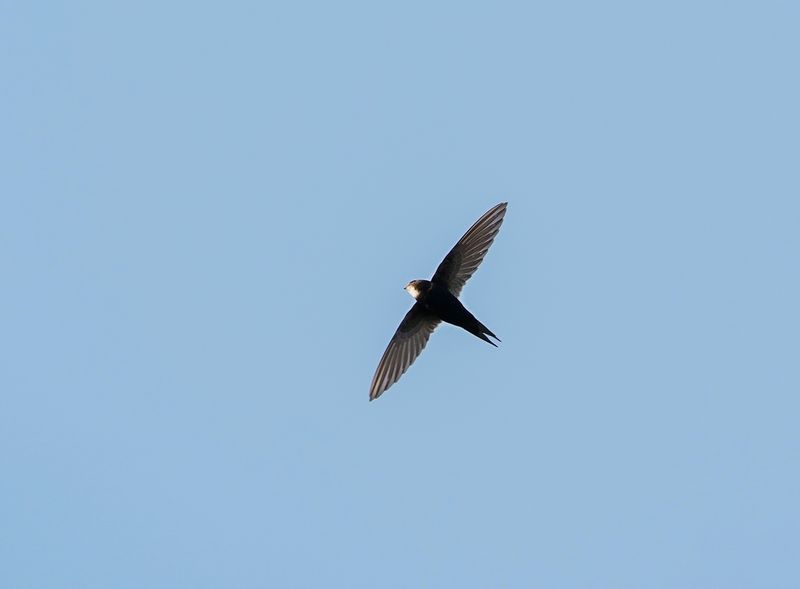 Kleinwindwael / Little Swift