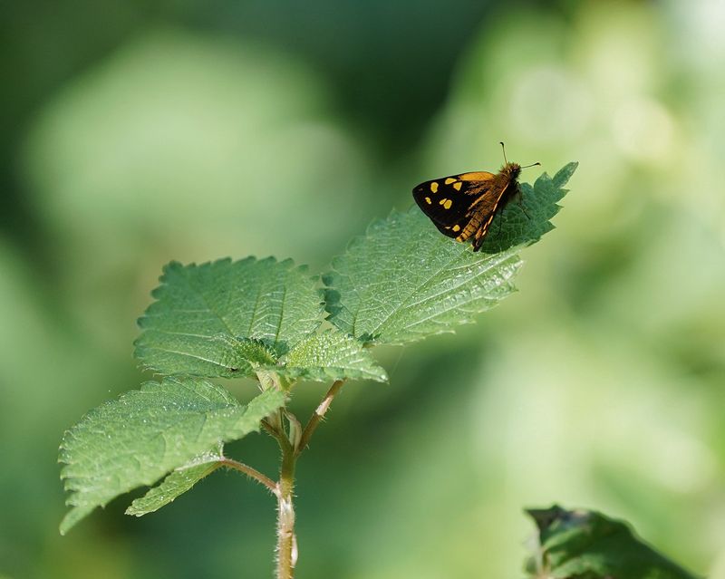 Westelike Reënbos Walsertjie / Gold Spotted Sylph