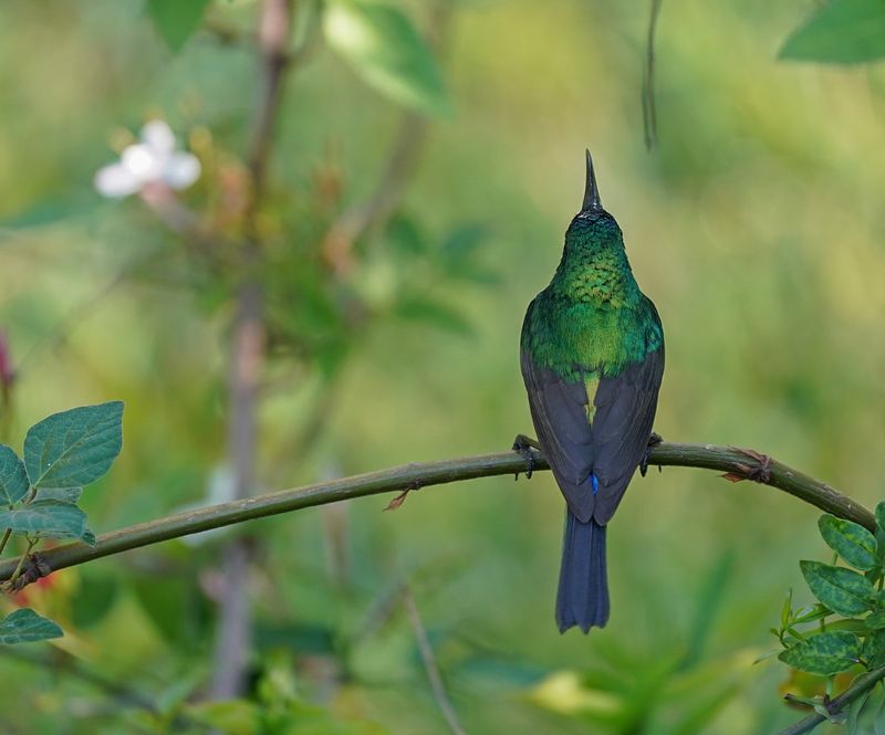 Groot Rooibandsuikerbekkie / Greater Double-collared Sunbird
