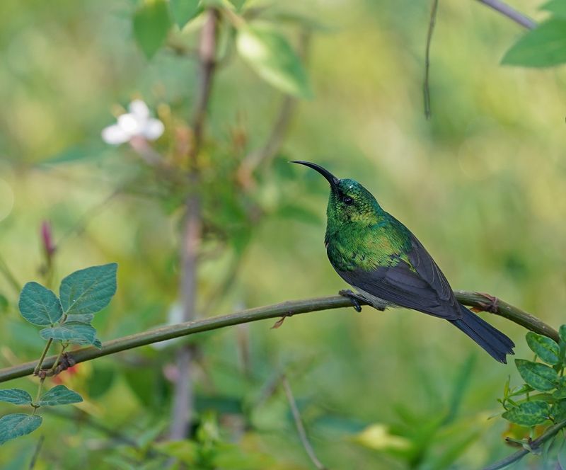 Groot Rooibandsuikerbekkie / Greater Double-collared Sunbird