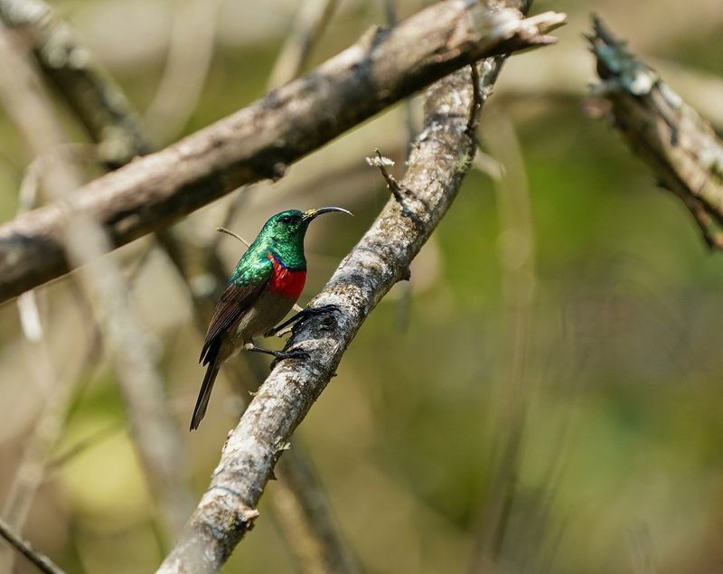 Groot Rooibandsuikerbekkie / Greater Double-collared Sunbird