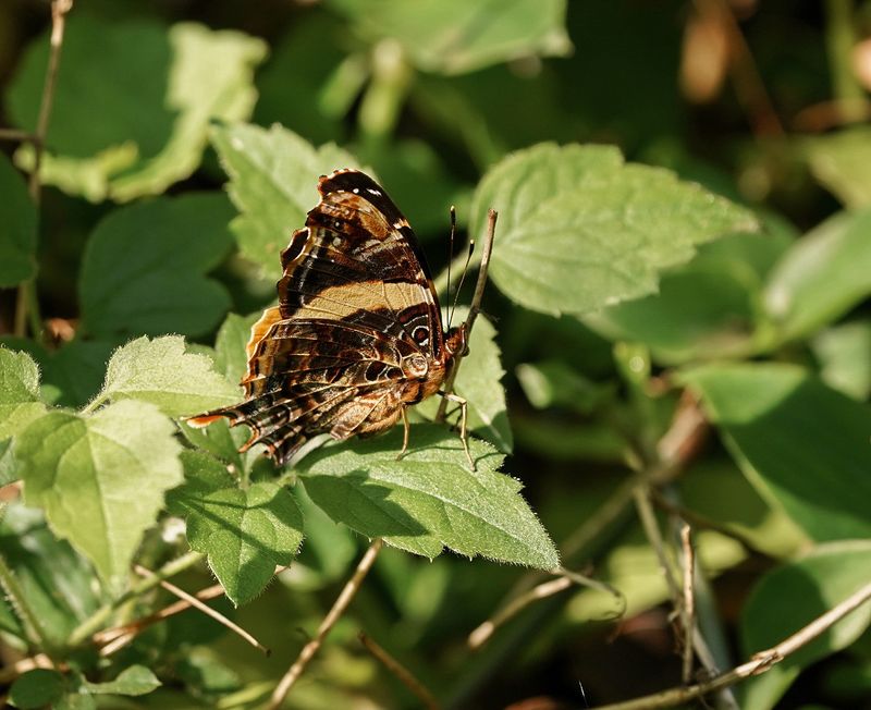Suidelike Bosnooientjie / Southern Short-tailed Admiral