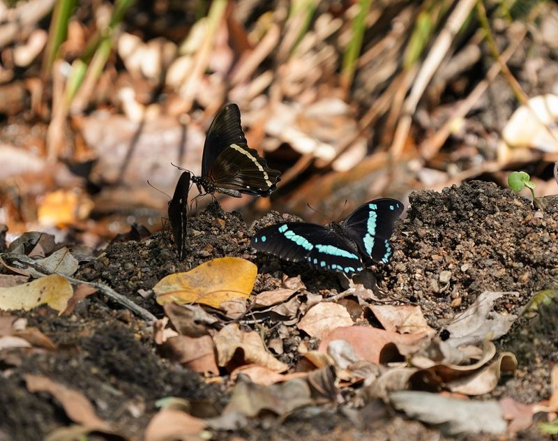 Groenlint-swaelstert / Narrow Green-banded Swallowtail