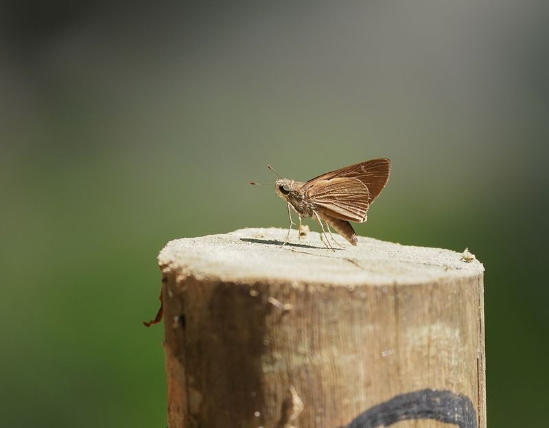 Witmerk Ratsvlieër / White-branded Swift
