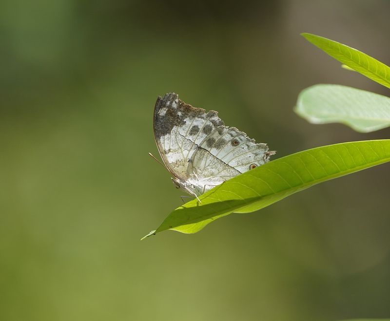 Newelperlemoenskoenlapper / Eastern Clouded Mother-of-pearl