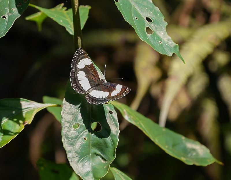 Reënbos Swewer / Common Barred Sailer