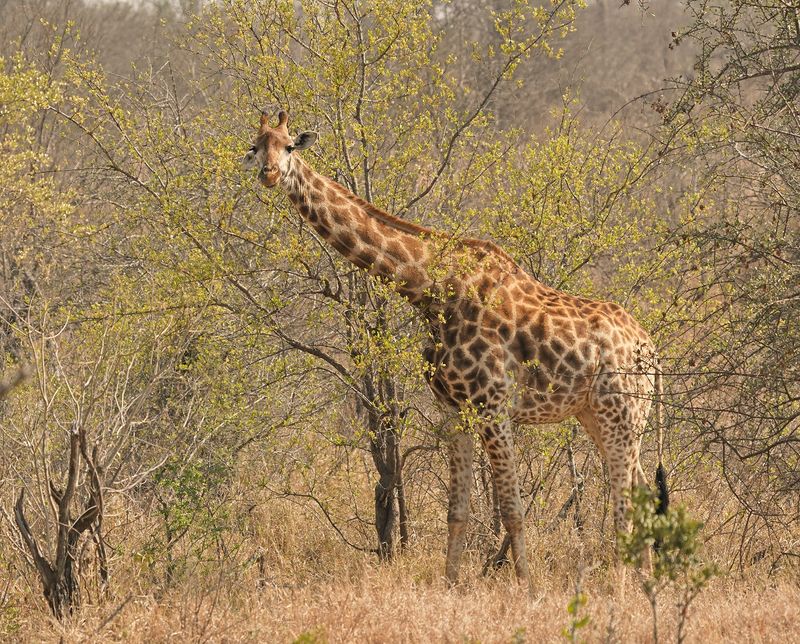 Kameelperd / Giraffe