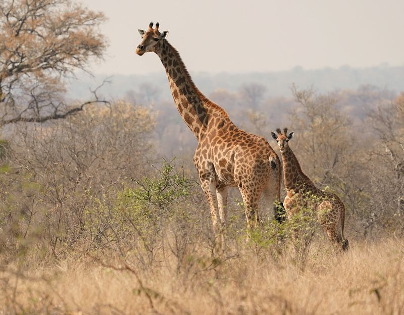 Kameelperd / Giraffe