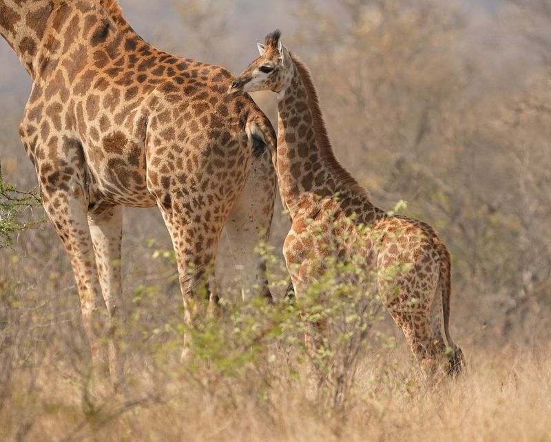 Kameelperd / Giraffe