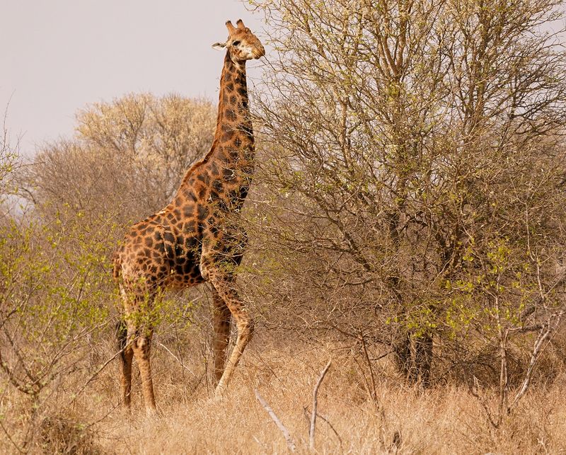 Kameelperd / Giraffe