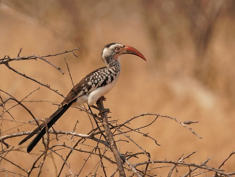 Rooibekneushoringvoël / Southern Red-billed Hornbill