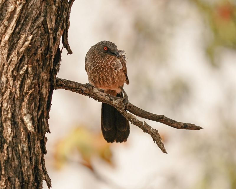Pylvlekkatlagter / Arrow-marked Babbler