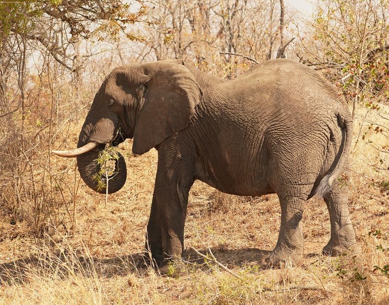 Savanne-olifant / African Elephant