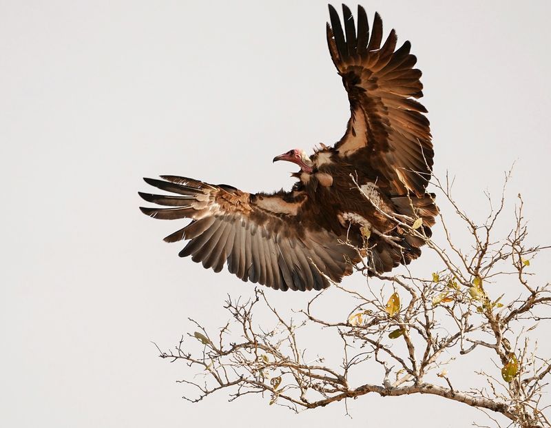 Monnikaasvoël / Hooded Vulture