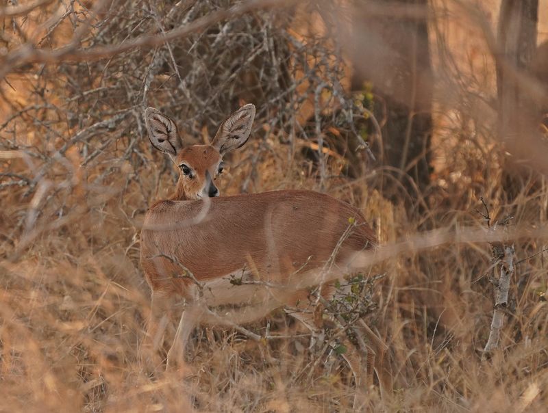 Steenbokkie / Steenbok