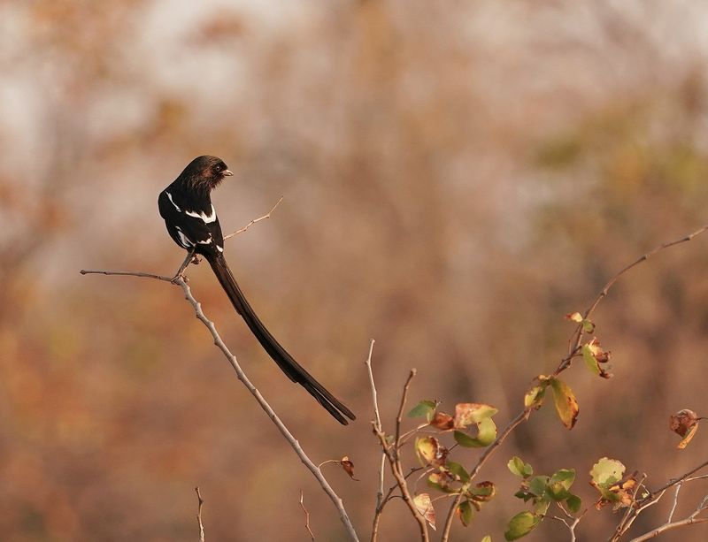 Langstertlaksman / Magpie Shrike