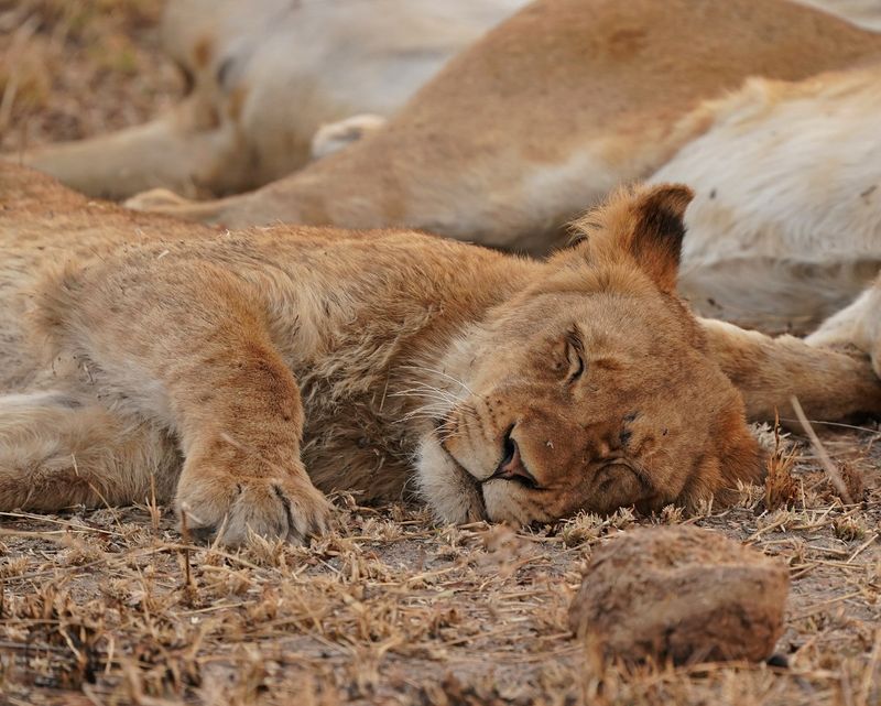 Leeu / Lion