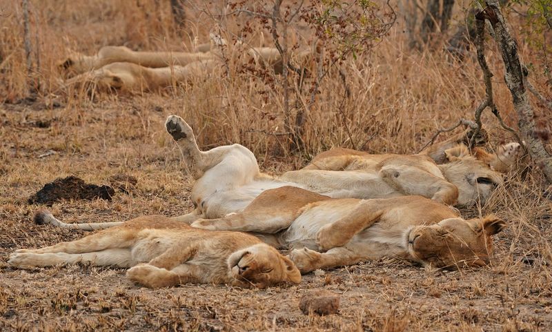 Leeu / Lion