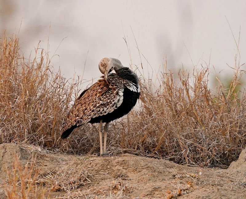 Boskorhaan / Red-crested Korhaan