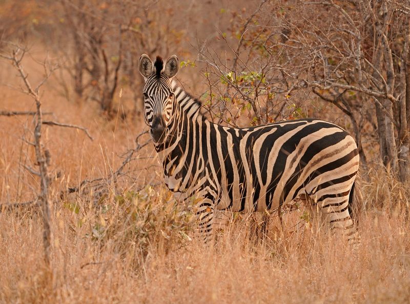 Sebra / Common Zebra