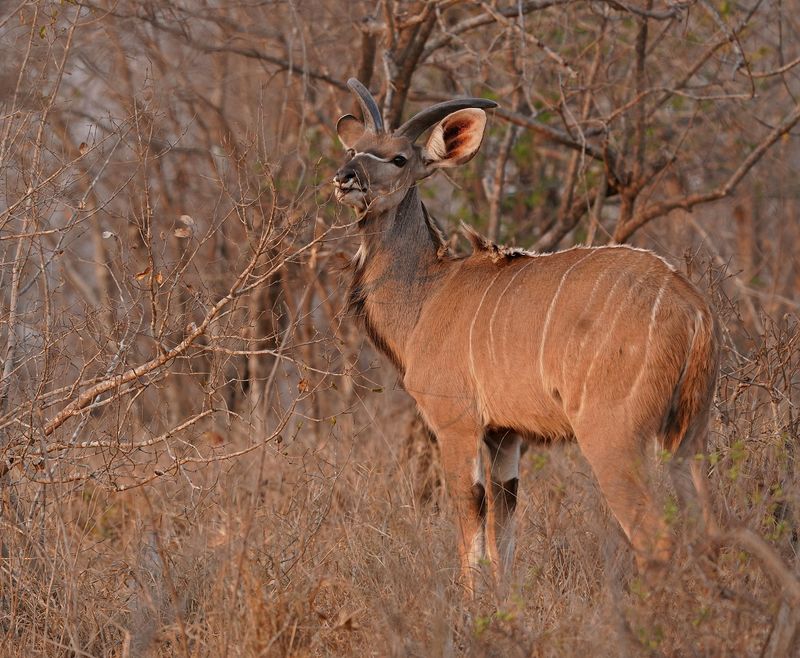 Koedoe / Greater Kudu