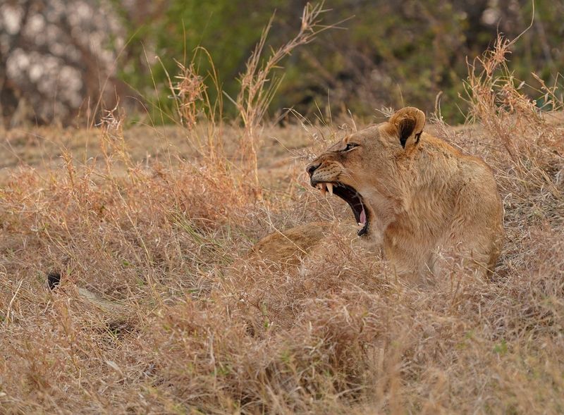 Leeu / Lion