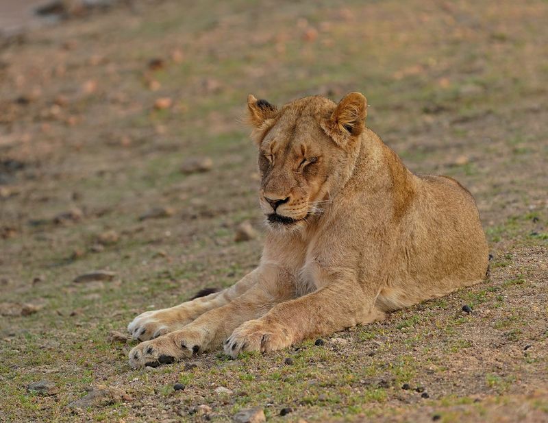 Leeu / Lion