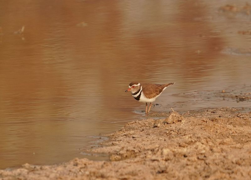 Driebandstrandkiewiet / Thee-banded Plover