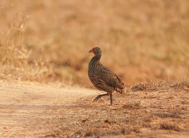 Rooikeelfisant / Red-necked Spurfowl