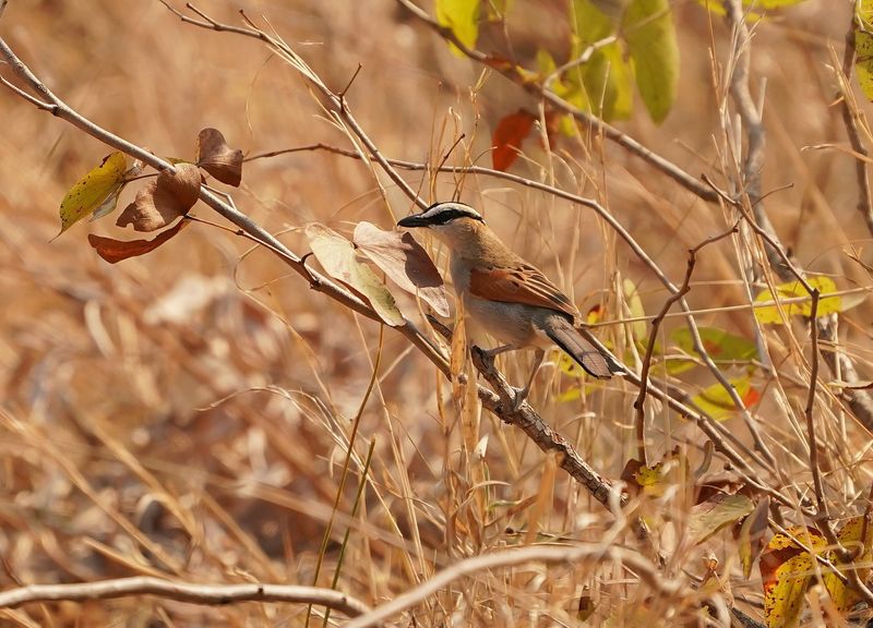 Swartkroontjagra / Black-crowned Tchagra