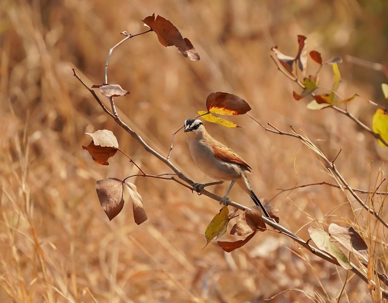 Swartkroontjagra / Black-crowned Tchagra