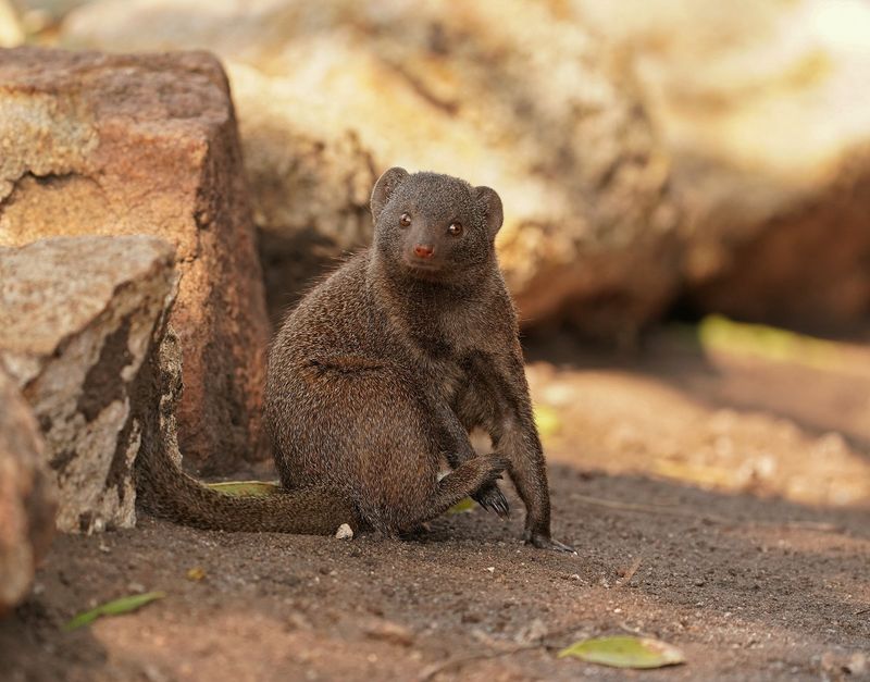 Dwergmuishond / Dwarf Mongoose