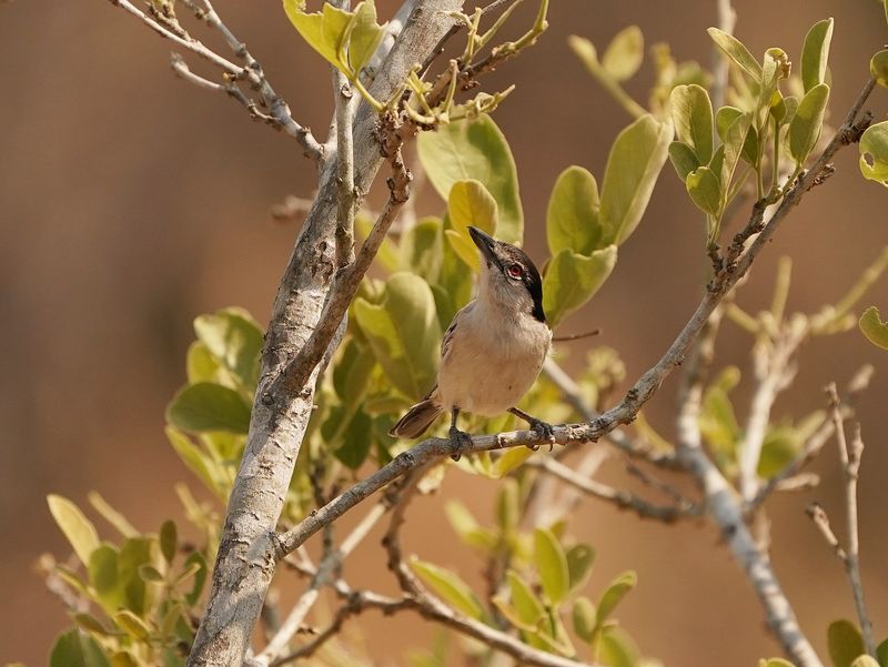 Sneeubal / Black-backed Puffback
