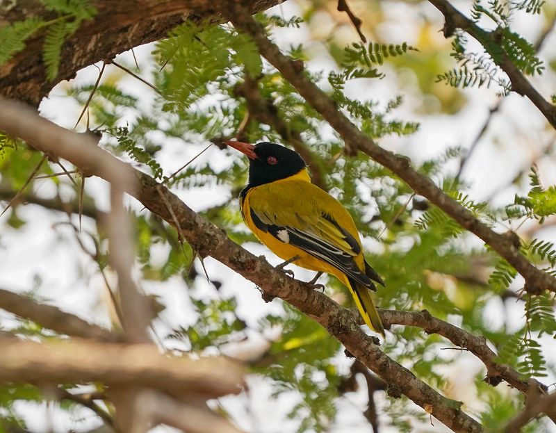 Swartkopwielewaal / Black-headed Oriole