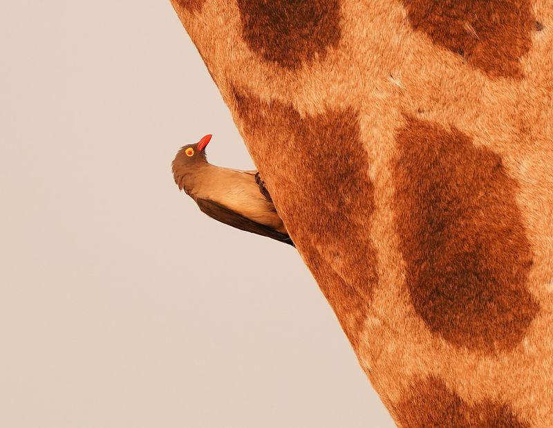 Rooibekrenostervoël / Red-billed Oxpecker