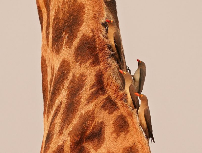Rooibekrenostervoël / Red-billed Oxpecker