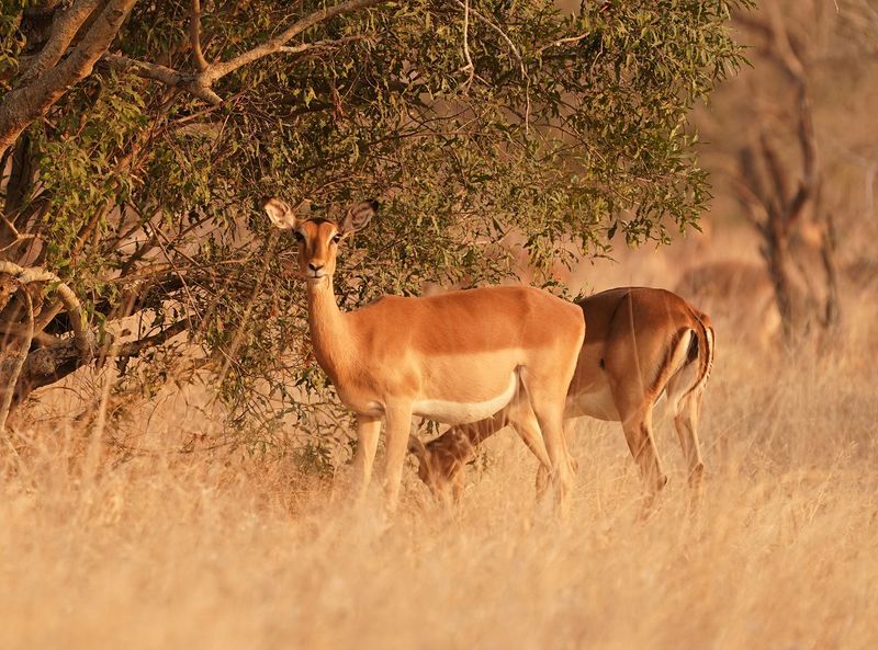 Rooibok / Impala