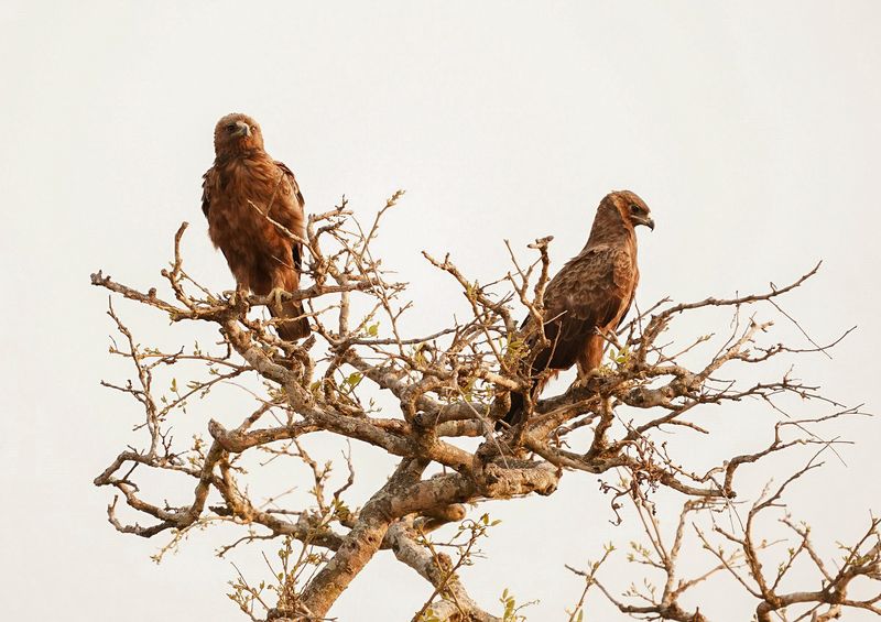 Bruinarend / Wahlbergs Eagle